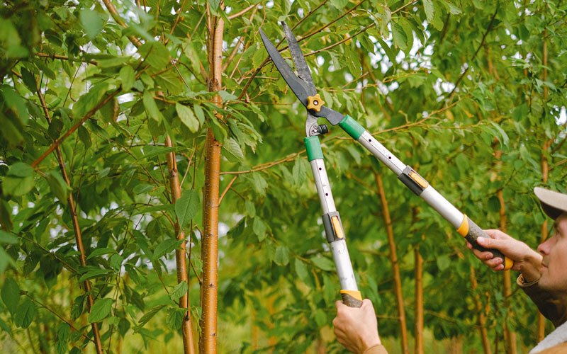 Tree trimming in Marengo, IA